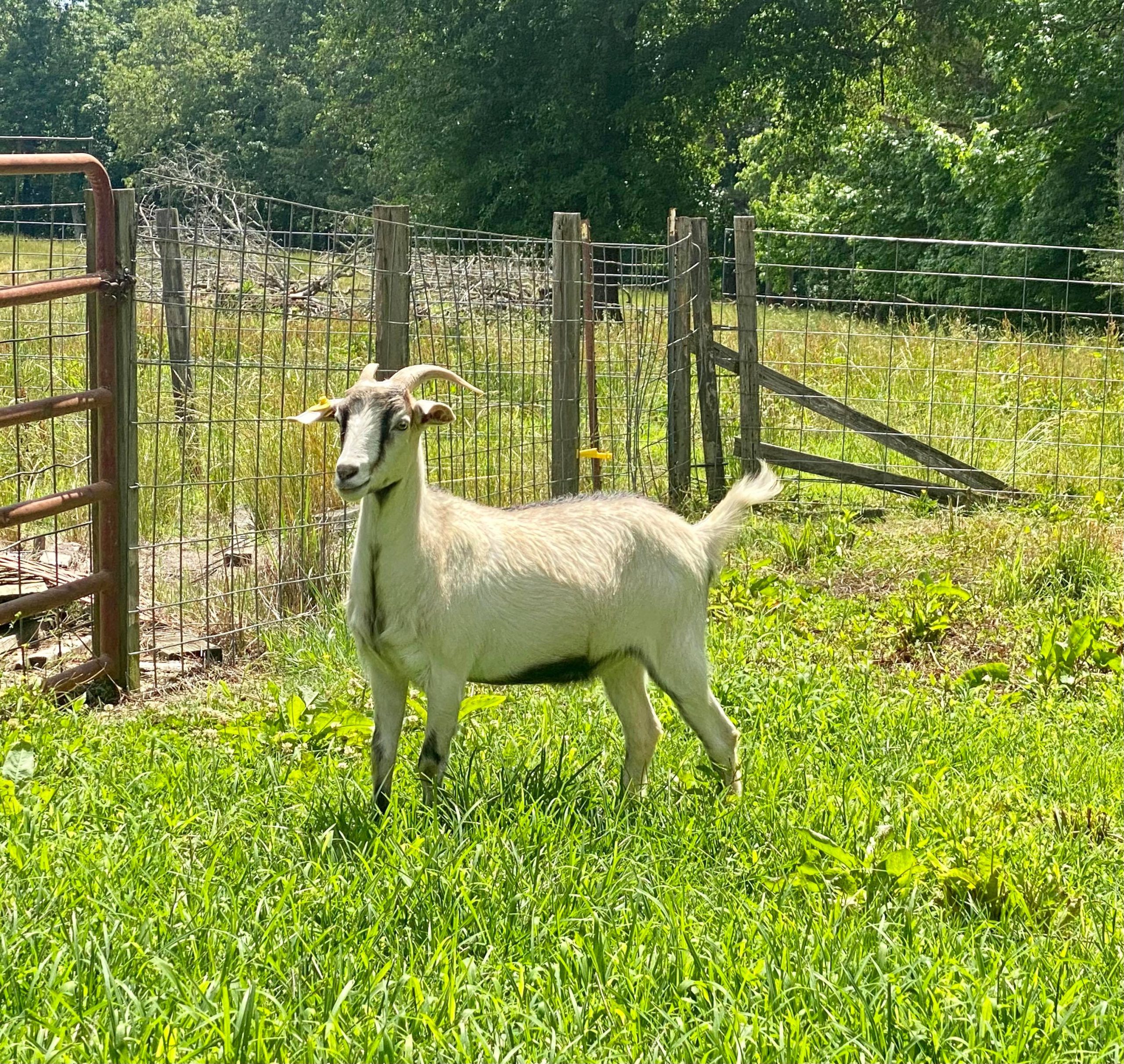 LOT 066 – MTF SMOKEY’S NALA 204 – NKR PB – Heartland Kiko Goat Sale