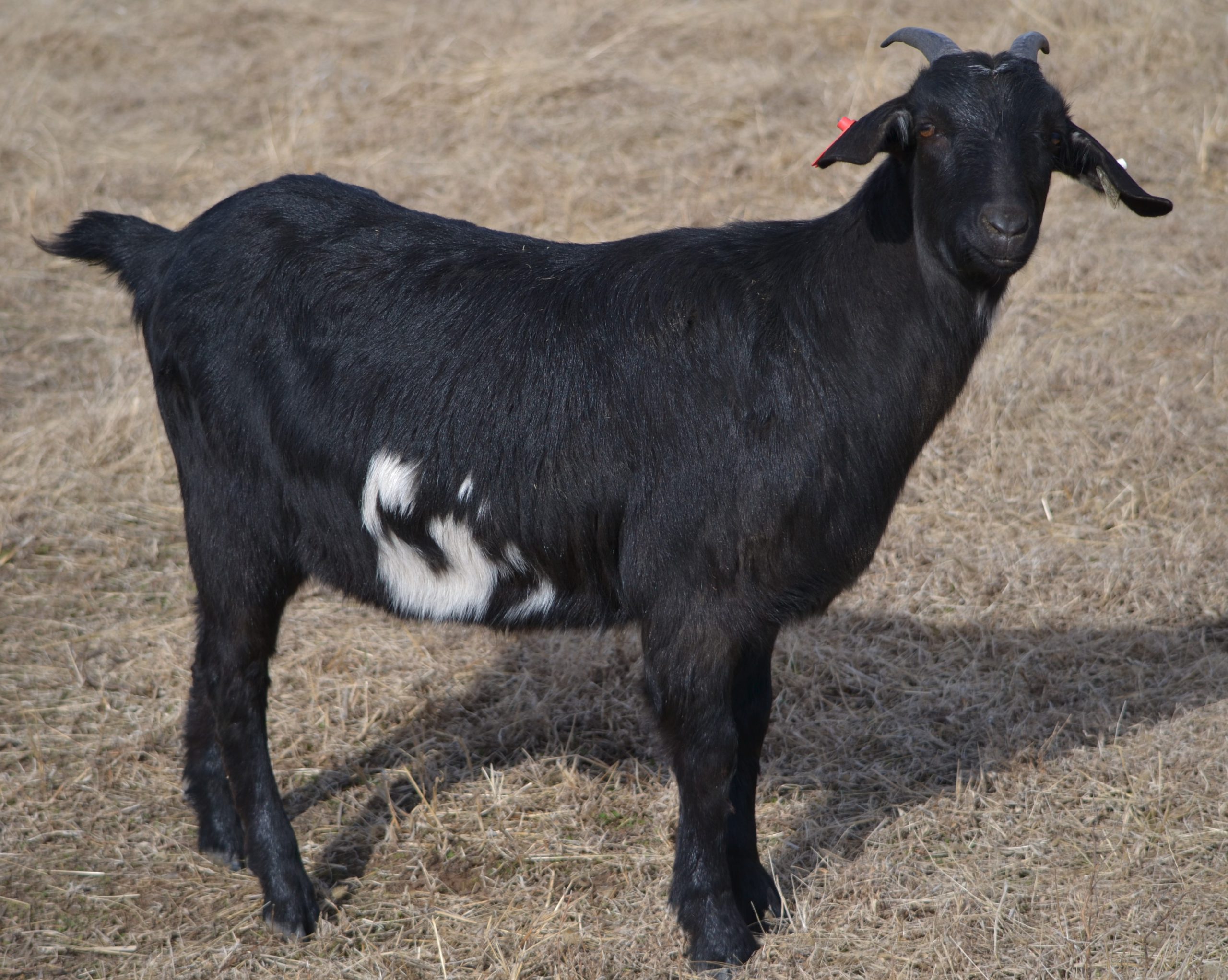 LOT 010 – BWP HINTO 186 GIRL – NKR NZ – Heartland Kiko Goat Sale