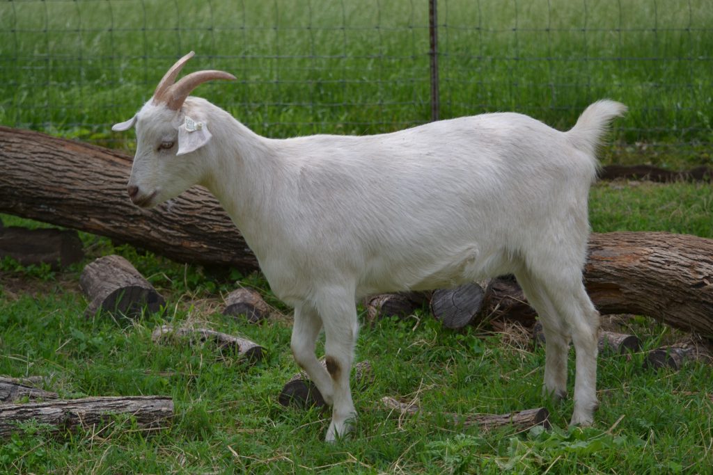 LOT 027 – BWP SMOKEY’S 144 GIRL – AKGA NZ – Heartland Kiko Goat Sale