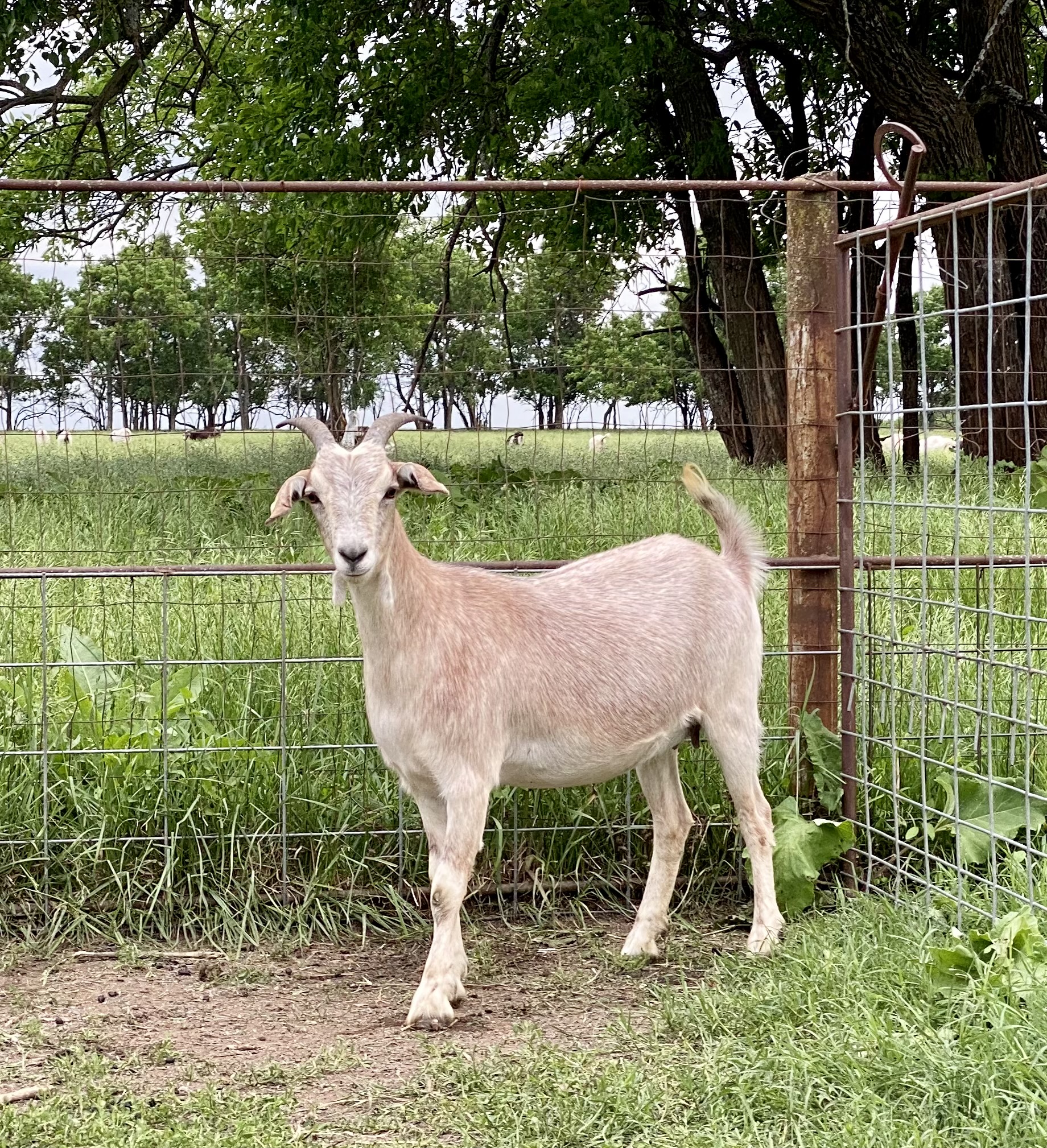 LOT 059 – MVH L1034 – AKGA PB – Heartland Kiko Goat Sale