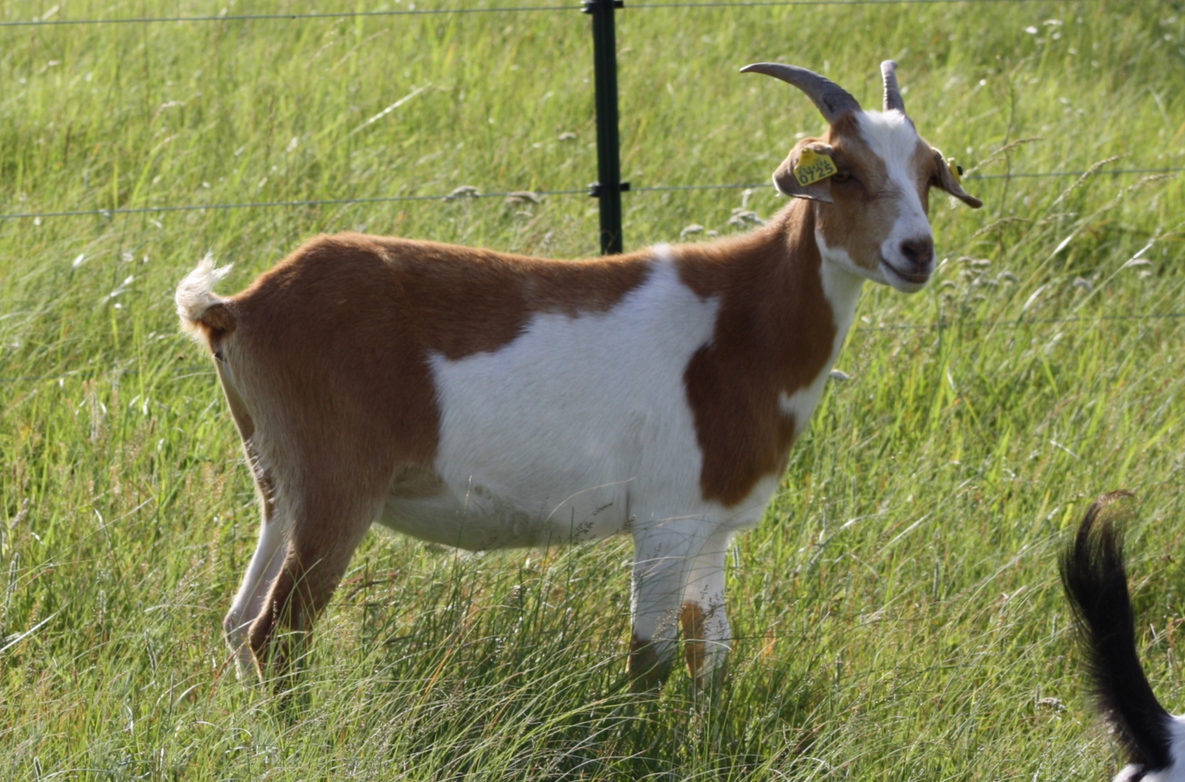 LOT 004 – MJC LILO – AKGA PB – Heartland Kiko Goat Sale